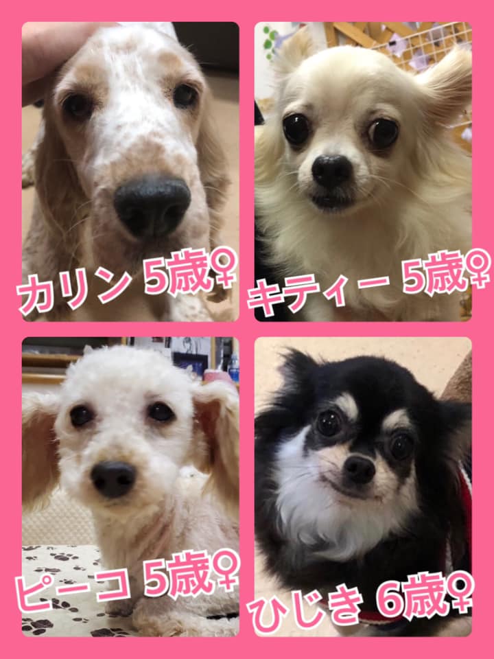 🐾今日の里親様募集中ワンコ🐶メンバーです🐾2020,8,18